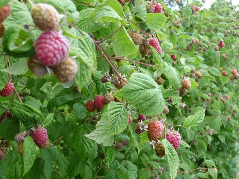 maline