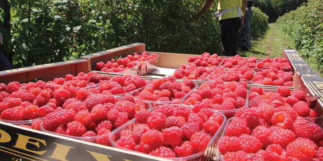 maline
