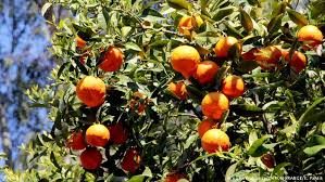 mandarine