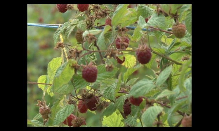 maline2