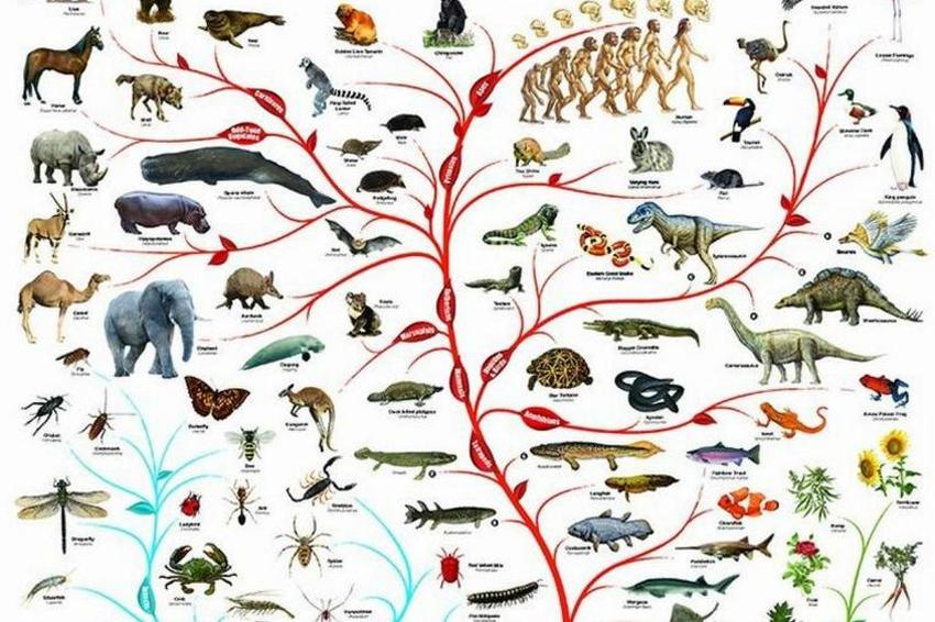 evolucija