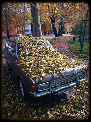 aleja-auto-lisce-jesen-oktobar-2016