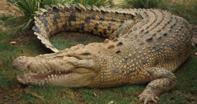 krokodil