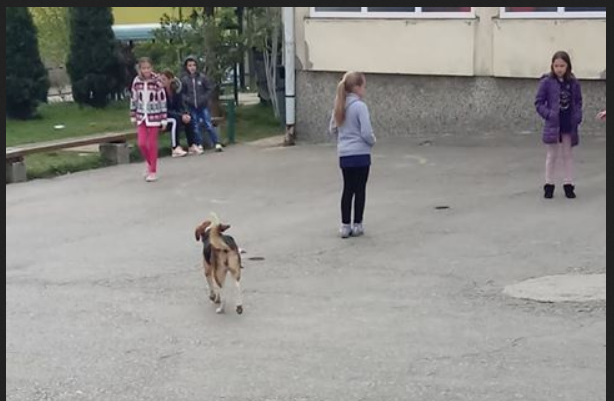 psi_lutalice_veliko_cajno