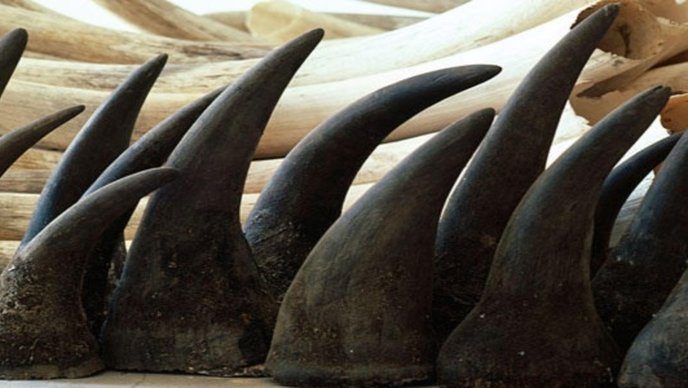 rhino-horn1.jpg.688x388_q85_crop_upscale