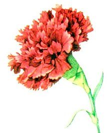 220px-Red_Carnation_NGM_XXXI_p507