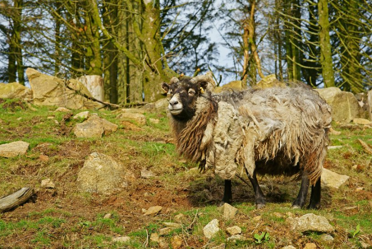 sheep