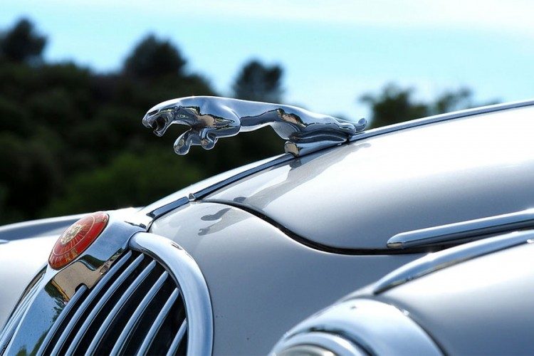 jaguar