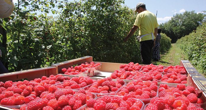 maline-1-696x373