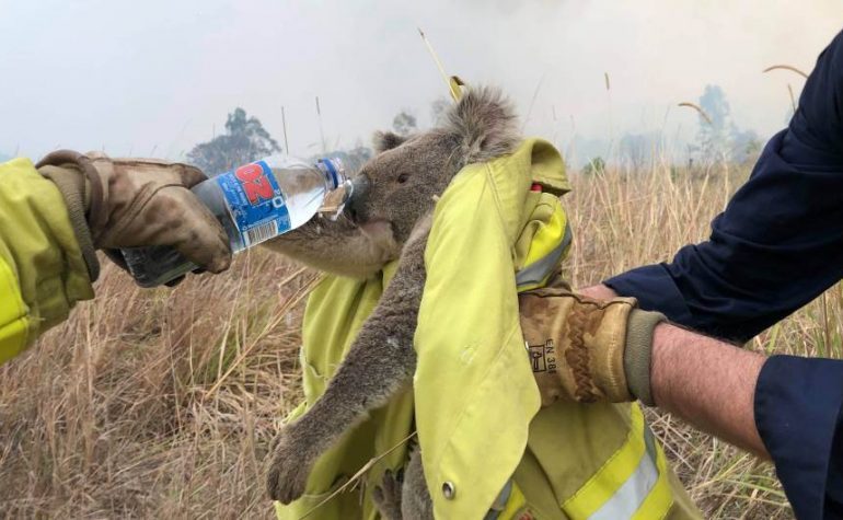 2019-11-22T135050Z_116084061_RC2DGD999U8V_RTRMADP_3_AUSTRALIA-BUSHFIRES-KOALAS-770x475