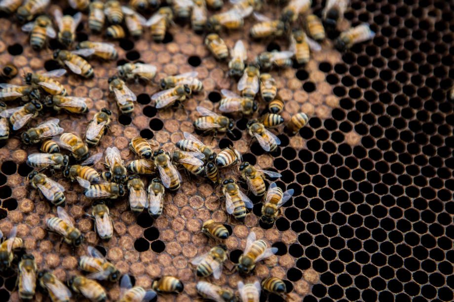 Honey Harvest in New York